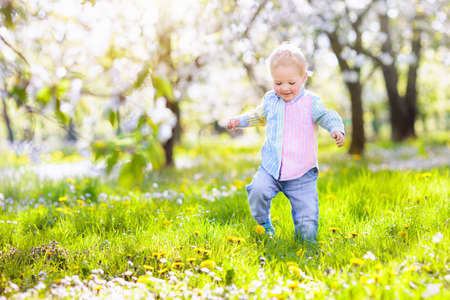 Little boy playing in blooming cherry blossom garden. Child with spring flowers in fruit orchard. Easter egg hunt in beautiful apple tree farm. Cherry flower celebration with kids. Фото со стока
