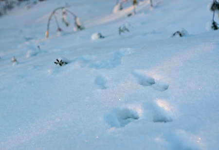 Empreintes De Patte De Chat Dans La Neige Fraiche Banque D Images Et Photos Libres De Droits Image Empreintes De Patte De Chat Dans La Neige Fraiche Banque D Images Et Photos Libres De Droits Image