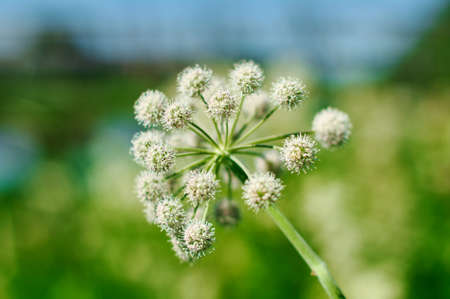 オニオン ブロッサムの写真素材・画像素材 Image 61418180