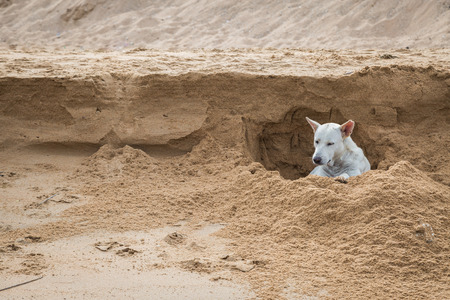 おかしい犬は砂浜に穴を掘ってください の写真素材 画像素材 Image