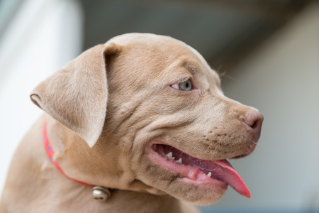 Pitbull Bebe Sourit Et Cherche Quelqu Un Pour Jouer A L Arriere Plan Flou Banque D Images Et Photos Libres De Droits Image Pitbull Bebe Sourit Et Cherche Quelqu Un Pour Jouer A L Arriere Plan Flou Banque D Images Et Photos Libres De Droits Image