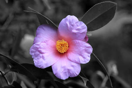 白のカメリアの花 の写真素材 画像素材 Image