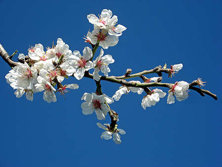 white cherry blossoms on a branch just bloomed in May
