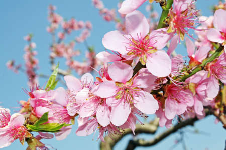 pink peach flowers bloom in spring in the Italian hills Фото со стока