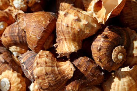 貝殻のコレクションは コレクターのための海で採集 の写真素材 画像素材 Image 貝殻のコレクションは コレクターのための海で採集 の写真素材 画像素材 Image
