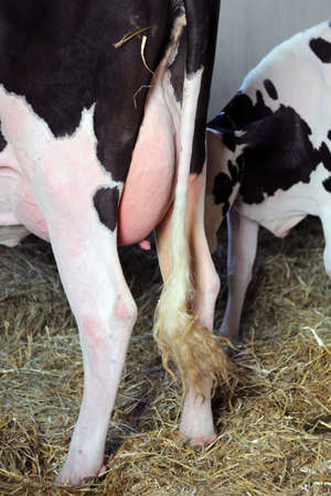 big cow udders full of milk and a small calf stock photo picture