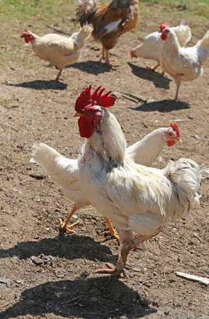 white rooster with red crest with long paws amid many other hens