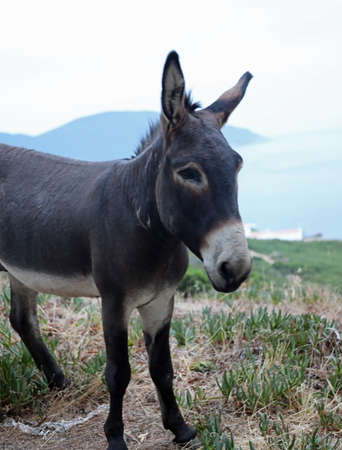 Solitary young donkey in mediterranean area and the sea in background Stock Photo