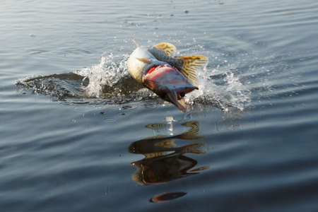 フック キャッチ ノーザンパイク Flyfisherman で戦い 海の外に飛び出すと水しぶき水周り南部フィンランドの群島で バルト海で後期 10 月曇りの日に Mout のカラフルなパイク釣りフライで の写真素材 画像素材 Image フック キャッチ ノーザンパイク Flyfisherman で戦い 海の外に飛び出すと水しぶき水周り南部フィンランドの群島で バルト海で後期 10 月曇りの日に Mout のカラフルなパイク釣りフライで の写真素材 画像素材 Image