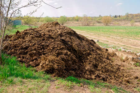60621744-pile-of-manure-great-fertilizer-countryside-shot.jpg