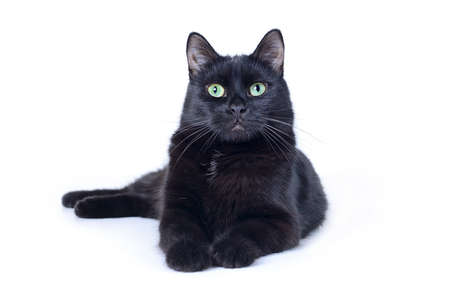 Black cat lying outstretched front paws looking at the camera isolated on white background