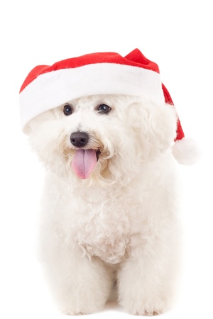 白い背景の上幸せサンタ ビションフリーゼ子犬犬の頭 の写真素材 画像素材 Image 9229