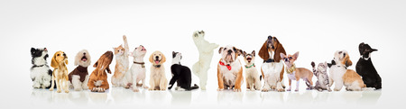 Large group of curious dogs and cats looking up at something on white background