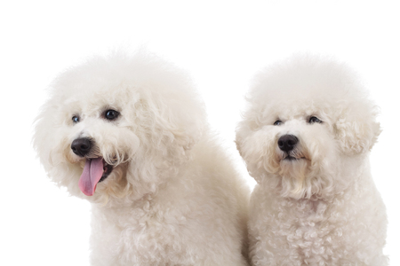 白い背景の上幸せサンタ ビションフリーゼ子犬犬の頭 の写真素材 画像素材 Image 9229