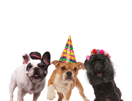 Three adorable dogs wearing caps and headband on white background