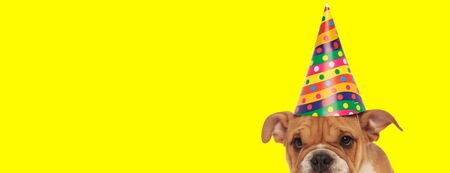 Close up of a cute english bulldog dog wearing a birthday hat and hiding shy on yellow studio background