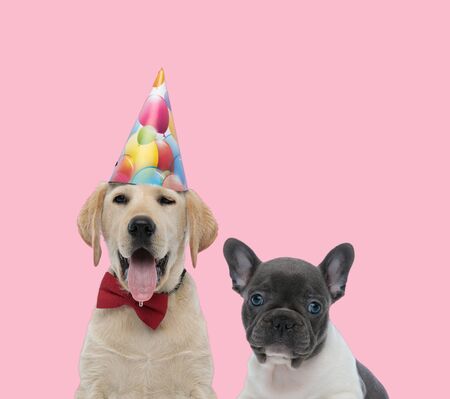 Team of labrador retriever wearing birthday hat and bowtie and french bulldog on pink background Фото со стока