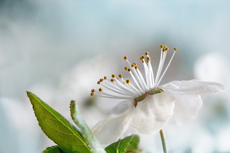 春先に Copyspace 野生のプラムの白い花支店 の写真素材 画像素材 Image 春先に Copyspace 野生のプラムの白い花支店 の写真素材 画像素材 Image