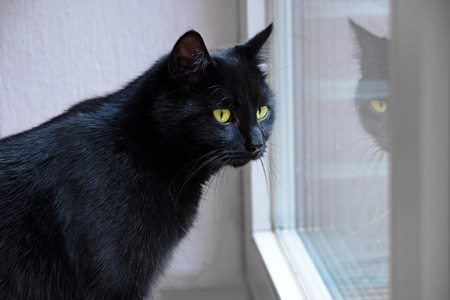 black cat with yellow eyes looking out the window and is mirrored, indoor scene Stock Photo
