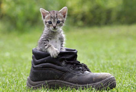 pussycat Stock Photo