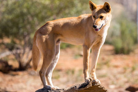 オーストラリア 犬 野生 オーストラリア 犬 野生 オーストラリア 犬 野生 オーストラリア 犬 野生