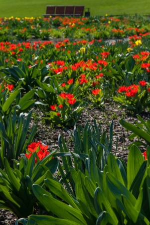 spring landscape with tulip and narcissus flowers meadow in park stock photo picture and royalty free image image 19488506 - Tulip Garden Near Me spring landscape with tulip and narcissus flowers meadow in park stock photo picture and royalty free image image 19488506 - Tulip Garden Near Me