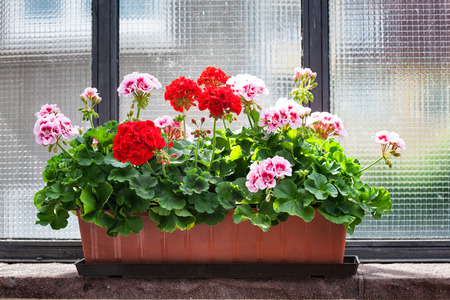 Geranium flowers on windowsill