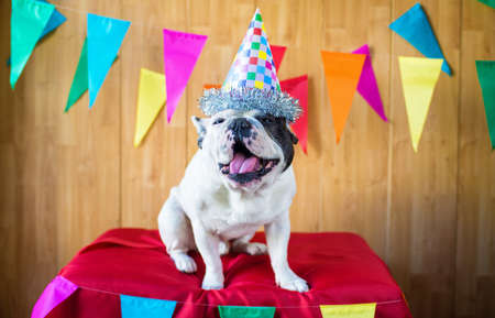 French bulldog dressed for birthday party or carnival.