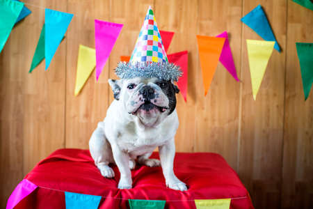 French bulldog dressed for birthday party or carnival.