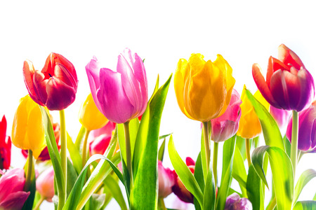 Lein-Wand-Bild rosa, rot, gelb Bunte Tulpen auf grünem Feld