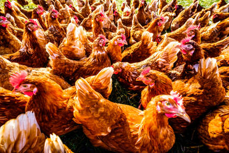 Group of chicken at a farm - photo