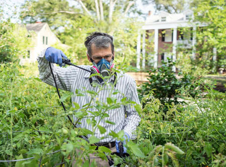 Man in face mask and gloves spraying insecticide on tomato plants in garden