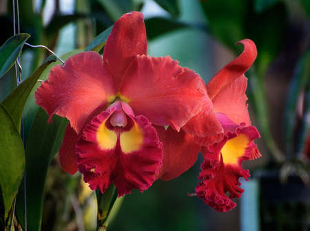 赤ラン - カトレアの花の写真素材・画像素材 Image 25473819