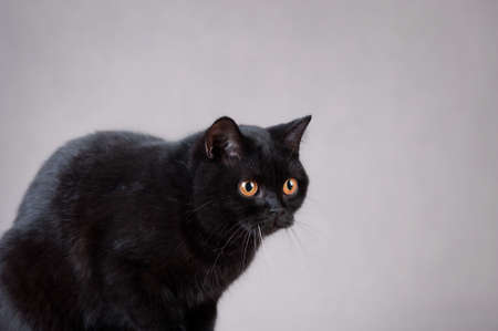 黒ブリティッシュショートヘアの猫 の写真素材 画像素材 Image