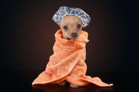 Shower Cap Dog Shower Cap Dog