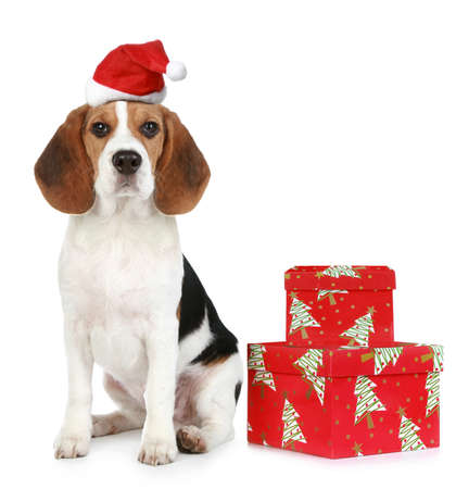 beagle puppy with santa hat and christmas gifts isolated on a white background stock photo - Christmas Beagle beagle puppy with santa hat and christmas gifts isolated on a white background stock photo - Christmas Beagle
