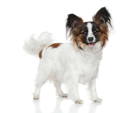 Epagneul Nain Continental Papillon Chiot Couche Devant Un Fond Blanc Banque D Images Et Photos Libres De Droits Image Epagneul Nain Continental Papillon Chiot Couche Devant Un Fond Blanc Banque D Images Et Photos Libres De Droits Image