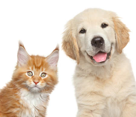 猫と犬 ゴールデン リトリーバーの子犬と子猫メインクーンのクローズ アップの肖像画 の写真素材 画像素材 Image