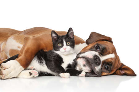 Close-up cat and dog together lying on the floor Фото со стока