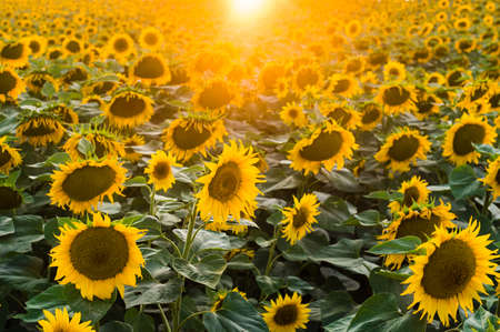 Sun flower: Landschaft mit Sonnenblumenfeld am Morgen Lizenzfreie Bilder