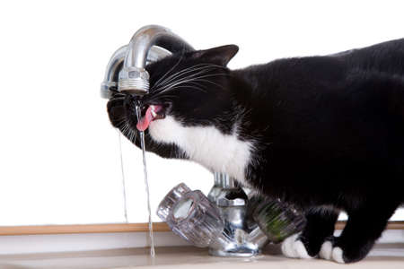 cat drink cat drinking from the kitchen sink with the tap turned on stock photo - Kitchen Sink Drink cat drink cat drinking from the kitchen sink with the tap turned on stock photo - Kitchen Sink Drink