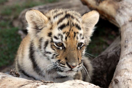 Cute baby siberian tiger hiding behind a tree log