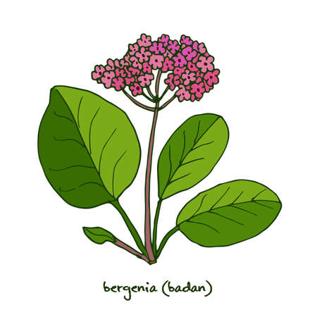 薬効があり 庭の植物ヒマラヤユキノシタ バダン 茶シベリア モンゴル茶 革ヒマラヤユキノシタ 冬に咲くヒマラヤユキノシタ バーゲニア 象耳 のイラスト素材 ベクタ Image 薬効があり 庭の植物ヒマラヤユキノシタ バダン 茶シベリア モンゴル茶 革ヒマラヤユキノシタ 冬に咲くヒマラヤユキノシタ バーゲニア 象耳 のイラスト素材 ベクタ Image