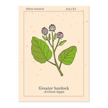 ごぼう ゴボウのゴボウには ゴボウ御坊ゴボウのゴボウ乞食のボタン厄介なバリや幸せの主要な一般的と呼ばれます 手描き植物イラストのイラスト素材 ベクタ Image