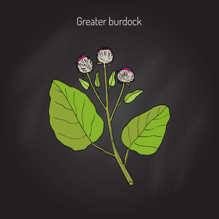 ごぼう ゴボウのゴボウには ゴボウ御坊ゴボウのゴボウ乞食のボタン厄介なバリや幸せの主要な一般的と呼ばれます 手描き植物イラストのイラスト素材 ベクタ Image