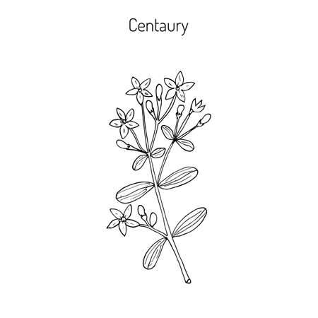 リンドウ Erythraea 一般的なリンドウまたは欧州ヤグルマギク 薬草 手描き植物イラストのイラスト素材 ベクタ Image リンドウ Erythraea 一般的なリンドウまたは欧州ヤグルマギク 薬草 手描き植物イラストのイラスト素材 ベクタ Image