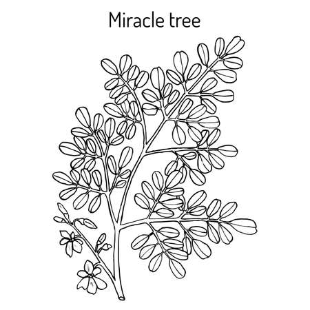 奇跡の木モリンガを提供しました 薬用植物 のイラスト素材 ベクタ Image