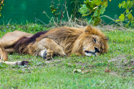 66835477-sleeping-lion.jpg