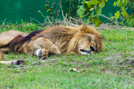眠れる獅子の写真素材・画像素材 Image 66835477