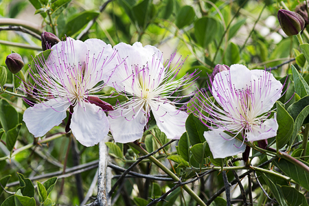 植物は食用の花の蕾 ケッパー で有名です ケッパーの花の美しい詳細 の写真素材 画像素材 image 84051569